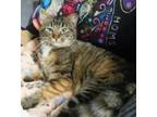 Adopt Blossom a Domestic Short Hair