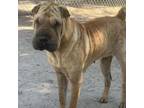 Adopt Boyardee a Shar-Pei