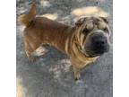 Adopt Spaghettios a Shar-Pei