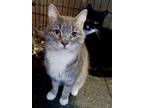 Adopt Snooks (& Rosie) a Gray, Blue or Silver Tabby Domestic Shorthair / Mixed