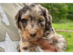 Aussiedoodle Puppy for sale in Fayetteville, AR, USA