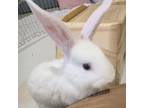 Adopt Felicity a Bunny Rabbit
