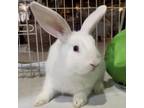 Adopt Felicia a Bunny Rabbit