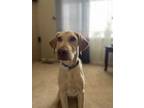 Adopt Mojo a Labrador Retriever dog in Windsor, CO (38786048)