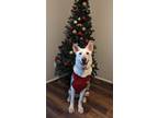 Adopt Yuko a White - with Tan, Yellow or Fawn German Shepherd Dog / Mixed dog in