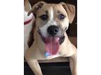 Adopt Admiral a Tan/Yellow/Fawn - with White Boxer / Mixed dog in Alpharetta