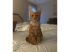 Adopt Justin Timberlake a Orange or Red Domestic Mediumhair / Mixed cat in
