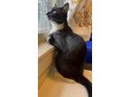 Adopt Little Mew a Black & White or Tuxedo Domestic Shorthair (short coat) cat