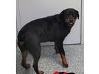 Adopt Lulu a Mixed Breed (Medium) / Mixed dog in Angola, IN (38778285)