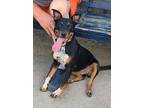 Adopt Roxy a Black - with Tan, Yellow or Fawn Rottweiler / Blue Heeler dog in