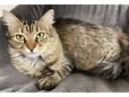 Adopt Katmai a Brown Tabby Domestic Mediumhair / Mixed (medium coat) cat in