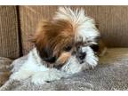 Shih Tzu Puppy for sale in Springfield, MO, USA