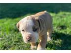 Olde English Bulldogge Puppy for sale in Harrisonburg, VA, USA