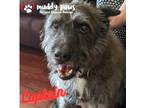 Adopt Captain a Black Airedale Terrier dog in Council Bluffs, IA (38816390)