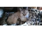 Adopt Delphi a Siamese cat in Wheaton, IL (38784856)