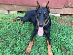 Adopt Cesar a Black - with Tan, Yellow or Fawn Doberman Pinscher / Mixed dog in