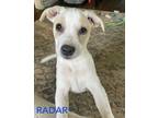 Adopt Radar - litter of 5 a White - with Tan, Yellow or Fawn Cattle Dog / Pit