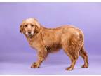 Adopt Lena a Golden Retriever, Mixed Breed