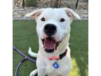 Adopt Valkarie a American Staffordshire Terrier, Labrador Retriever