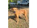 Adopt Felix a American Staffordshire Terrier / Mixed dog in Mobile