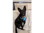 Adopt BELLA a Black Blue Heeler dog in Westminster, CO (38852452)