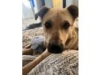 Adopt XANDER a Shepherd (Unknown Type) dog in Westminster, CO (38771493)