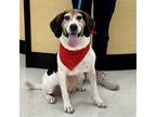 Adopt Dixie a Tricolor (Tan/Brown & Black & White) Hound (Unknown Type) / Mixed
