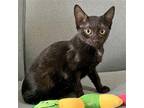 Adopt Izzy a All Black Domestic Shorthair / Mixed (short coat) cat in McCormick