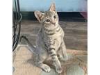 Adopt Twiggy a Gray, Blue or Silver Tabby Domestic Shorthair / Mixed (short