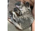 Adopt Figgy a Gray, Blue or Silver Tabby Domestic Shorthair / Mixed (short coat)