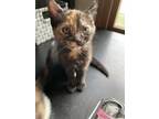 Adopt Danielle a Calico / Mixed (short coat) cat in Hinckley, IL (38685701)