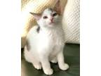 Adopt melon a Domestic Shorthair / Mixed (short coat) cat in Hinckley