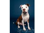 Adopt Milo a White - with Brown or Chocolate Pit Bull Terrier / Mixed dog in