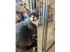 Adopt Scuttle a Gray or Blue (Mostly) Domestic Shorthair / Mixed (short coat)