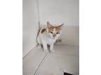 Adopt Honey a Domestic Shorthair / Mixed (short coat) cat in Maquoketa