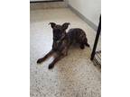 Adopt Waffle a Brindle Mixed Breed (Medium) / Mixed dog in Maquoketa