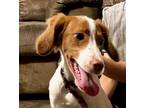 Adopt TX/Sugar a White - with Red, Golden, Orange or Chestnut Brittany / Mixed