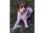 Adopt TN/Penny a Brittany / Hound (Unknown Type) / Mixed dog in Chapin