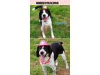 Adopt OK/Cooper Joe Bonded w Katie Mae a Black - with White Brittany / Border