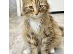 Adopt Bonnie a Norwegian Forest Cat, Calico