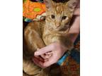 Adopt Teddi a Orange or Red Tabby Domestic Shorthair / Mixed (short coat) cat in