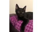 Adopt Betty (with Barney) a All Black Domestic Shorthair / Mixed cat in
