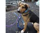 Adopt Jersey a German Shepherd Dog dog in Whitestone, NY (38871201)