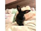 Adopt Midnight a Lionhead