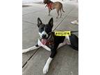 Adopt Cavatappi a Black - with White Mixed Breed (Medium) dog in New York