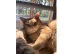 Adopt Sammy a Orange or Red Tabby Domestic Shorthair (short coat) cat in