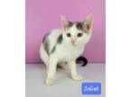 Adopt Joliet a White (Mostly) Domestic Shorthair / Mixed (short coat) cat in