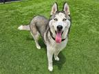 Adopt DEVON a Siberian Husky / Mixed dog in Tustin, CA (38789467)