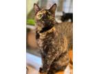 Adopt Ziti a Domestic Shorthair / Mixed (short coat) cat in Hyde Park