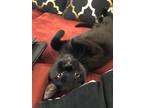 Adopt Jett a All Black Domestic Shorthair / Mixed cat in Palatine, IL (38735463)